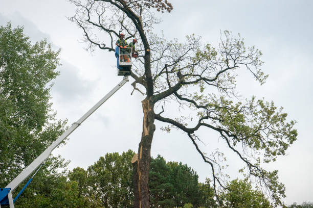 How Our Tree Care Process Works  in  Darlington, SC